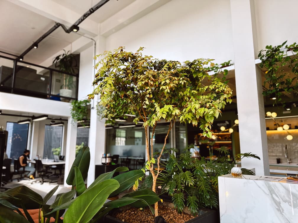 Como escolher as melhores Plantas para Escritório e por que criar espaços verdes?